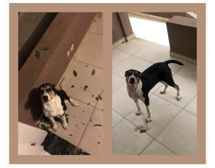 Cachorro ra a Mistura de raça com vira lata  idade 2 a 6 meses nome Kyara 