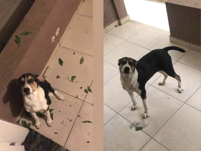 Cachorro ra a Mistura de raça com vira lata  idade 2 a 6 meses nome Kyara 