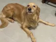 Elsa