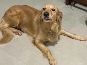Cachorro raça Golden Retriever idade 3 anos nome Elsa