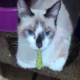 Eros