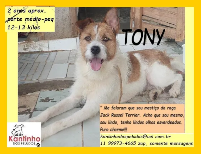 Cachorro raça SRD idade 2 anos nome Tony 