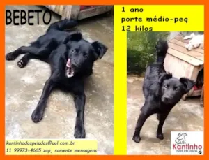 Cachorro raça SRD idade 1 ano nome Bebeto