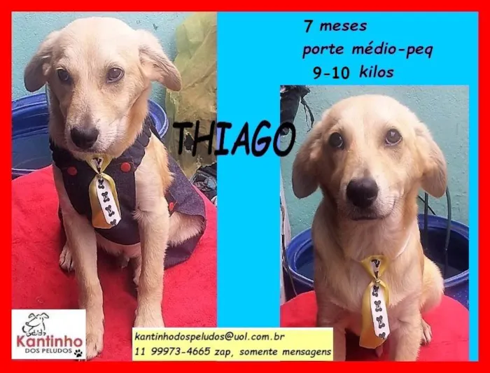 Cachorro raça SRD idade 7 a 11 meses nome Thiago 