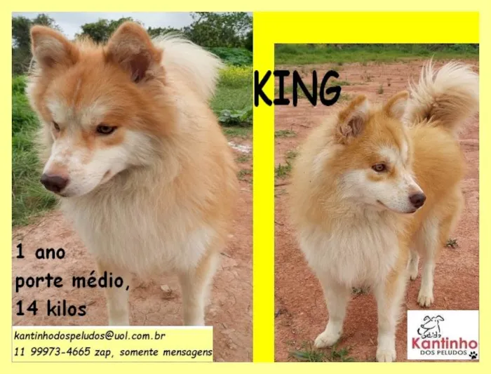 Cachorro raça SRD idade 1 ano nome King 