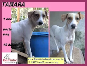 Cachorro raça SRD idade 1 ano nome Tamara 