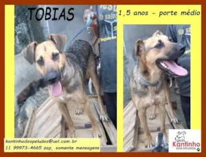 Cachorro raça SRD idade 1 ano nome Tobias 