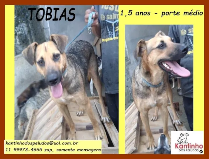 Cachorro ra a SRD idade 1 ano nome Tobias 