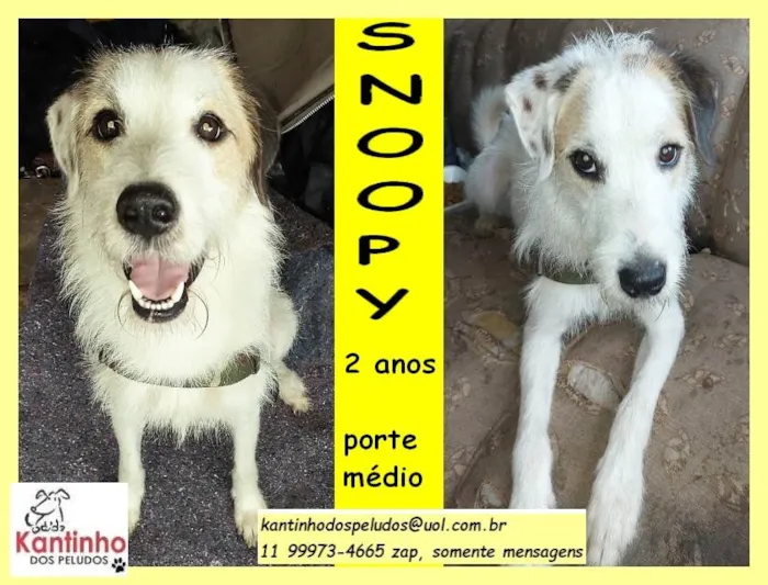 Cachorro ra a SRD idade 2 anos nome Snoopy 