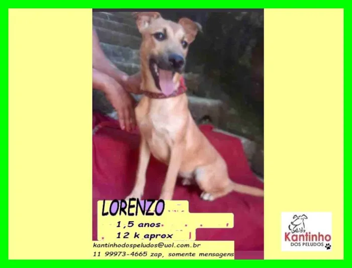 Cachorro ra a SRD idade 1 ano nome Lorenzo 