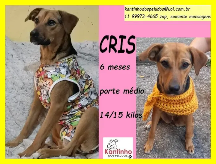 Cachorro ra a SRD idade 2 a 6 meses nome Cris 