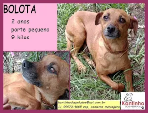 Cachorro raça SRD idade 2 anos nome Bolota 