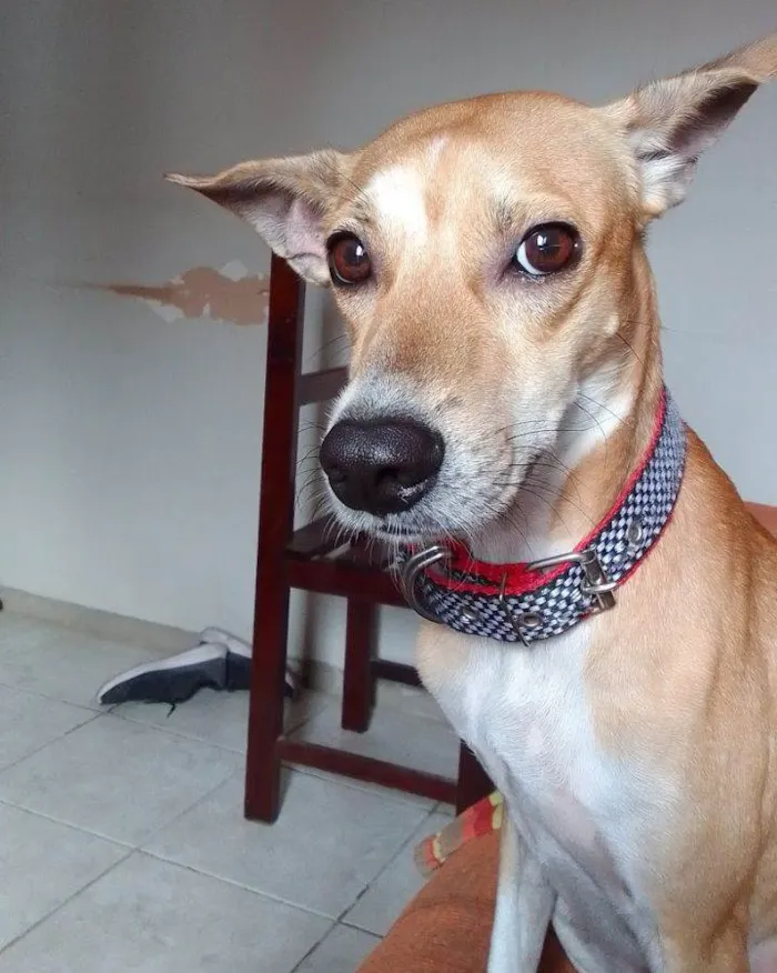 Cachorro ra a Vira lata idade 3 anos nome Houppe 