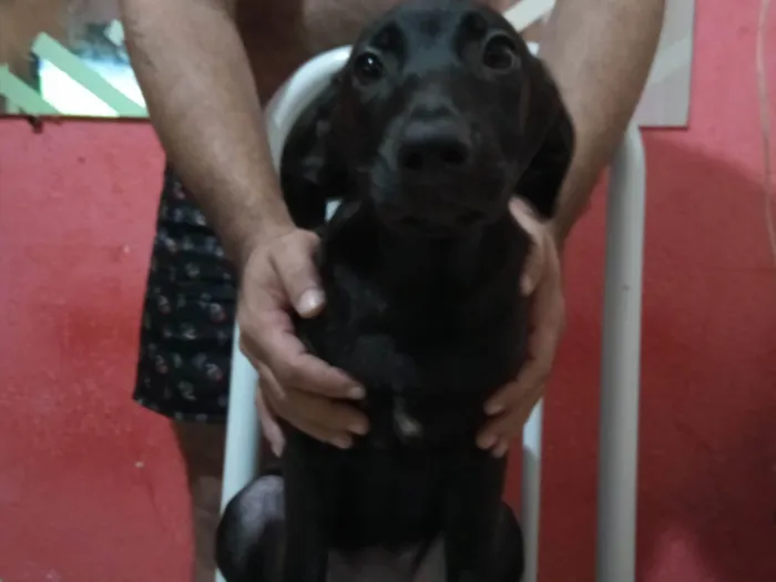 Cachorro ra a SRD-ViraLata idade 2 a 6 meses nome Sabrina 