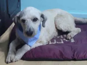 Cachorro raça SRD-ViraLata idade 4 anos nome Bebe