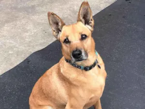 Cachorro raça SRD-ViraLata idade 5 anos nome João 