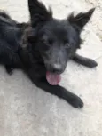 Pretinha 