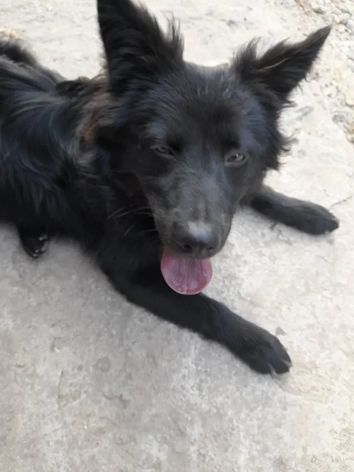Cachorro ra a RSD idade 7 a 11 meses nome Pretinha 