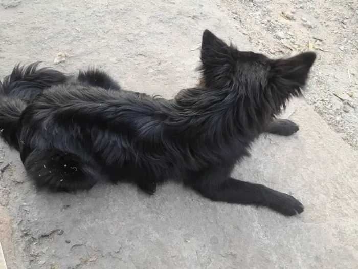 Cachorro ra a RSD idade 7 a 11 meses nome Pretinha 