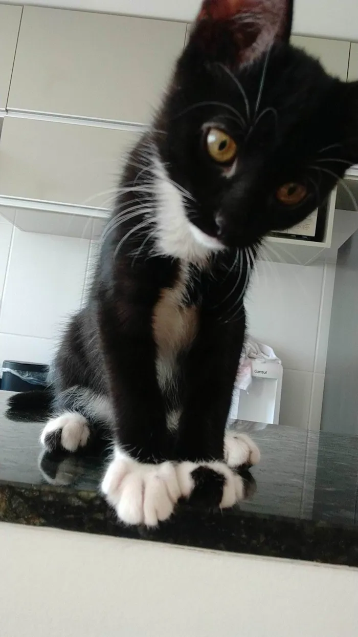 Gato raça SRD idade 2 a 6 meses nome Pantera 