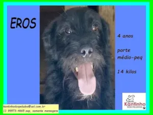 Cachorro raça SRD idade 4 anos nome Eros 