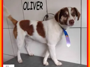 Cachorro raça SRD idade 1 ano nome Oliver 