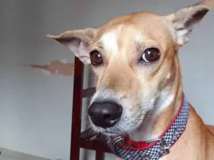 Cachorro raça Vira lata idade 3 anos nome Houppe 