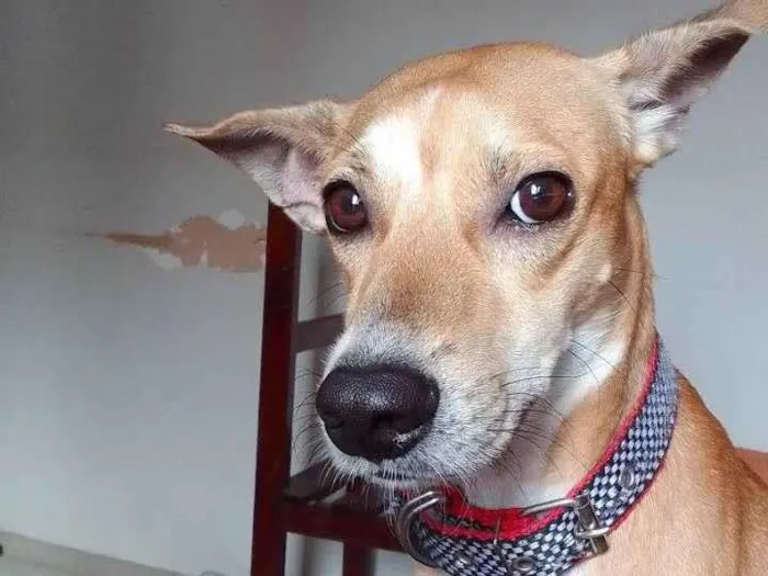 Cachorro ra a Vira lata idade 3 anos nome Houppe 