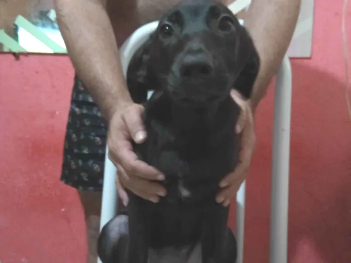 Cachorro ra a SRD-ViraLata idade 2 a 6 meses nome Sabrina 