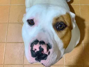 Cachorro raça Pit-Bull idade 2 anos nome RAGNAR 