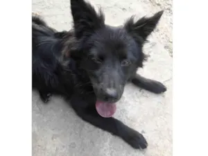 Cachorro raça RSD idade 7 a 11 meses nome Pretinha 