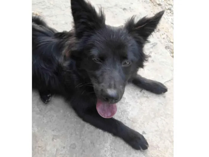 Cachorro ra a RSD idade 7 a 11 meses nome Pretinha 