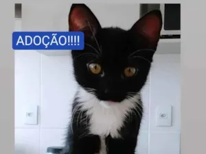 Gato raça SRD idade 2 a 6 meses nome Pantera 