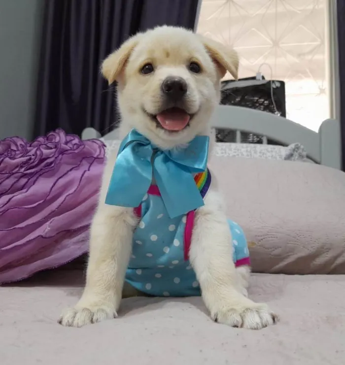 Cachorro ra a Srd idade 2 a 6 meses nome Bolt e Pérola 