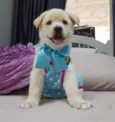 Bolt e Pérola