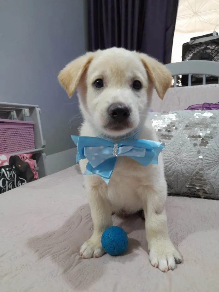 Cachorro ra a Srd idade 2 a 6 meses nome Bolt e Pérola 