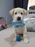 Bolt e Pérola