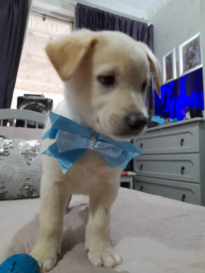 Cachorro ra a Srd idade 2 a 6 meses nome Bolt e Pérola 