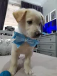 Bolt e Pérola