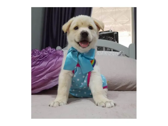 Cachorro ra a Srd idade 2 a 6 meses nome Bolt e Pérola 