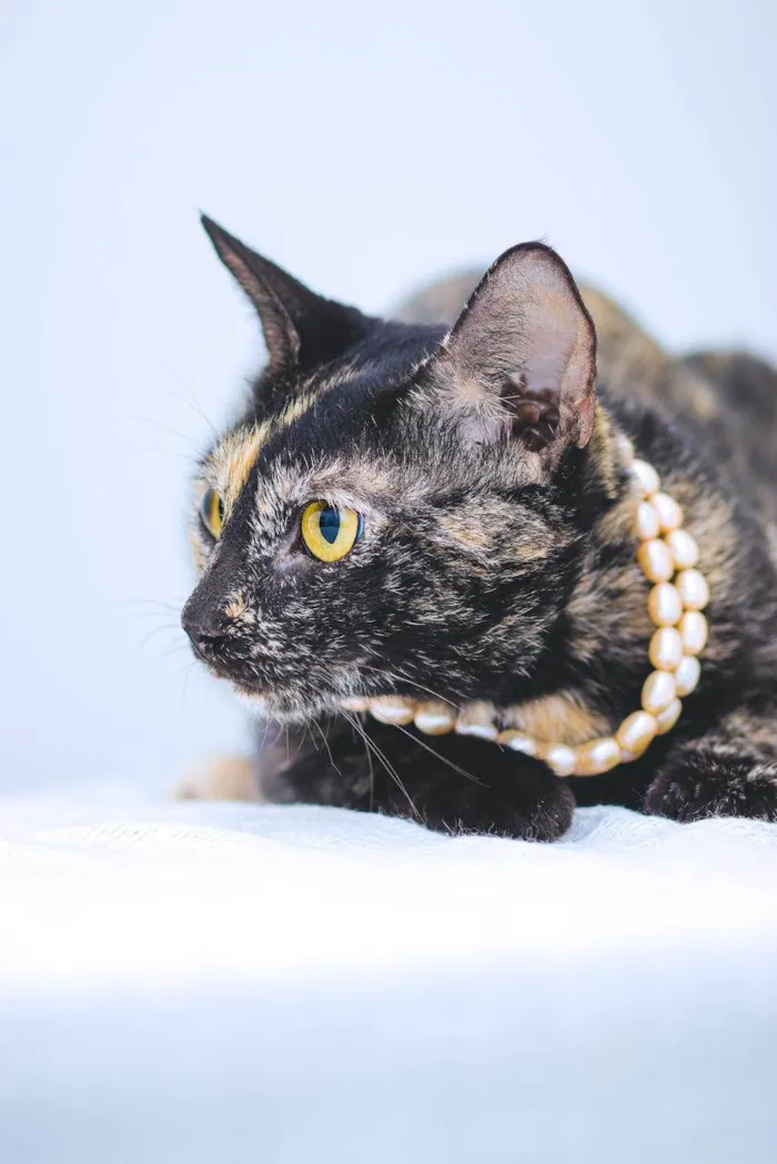 Gato raça SRD-ViraLata idade 1 ano nome Olivina