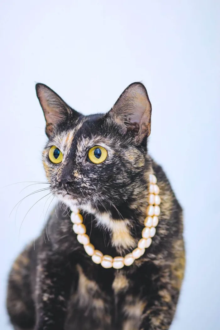 Gato raça SRD-ViraLata idade 1 ano nome Olivina