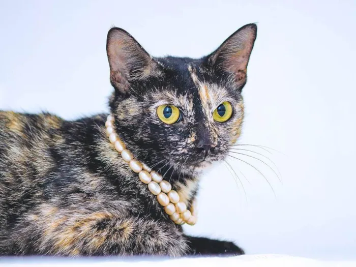 Gato raça SRD-ViraLata idade 1 ano nome Olivina