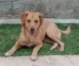 Cachorro raça Srd idade 2 a 6 meses nome BORES