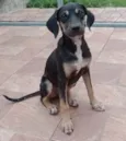 Cachorro raça Srd idade 2 a 6 meses nome Hope