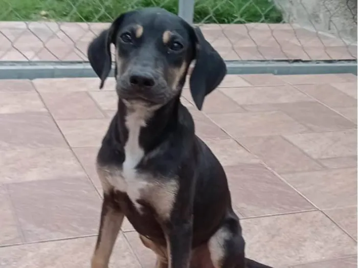 Cachorro raça Srd idade 2 a 6 meses nome Hope