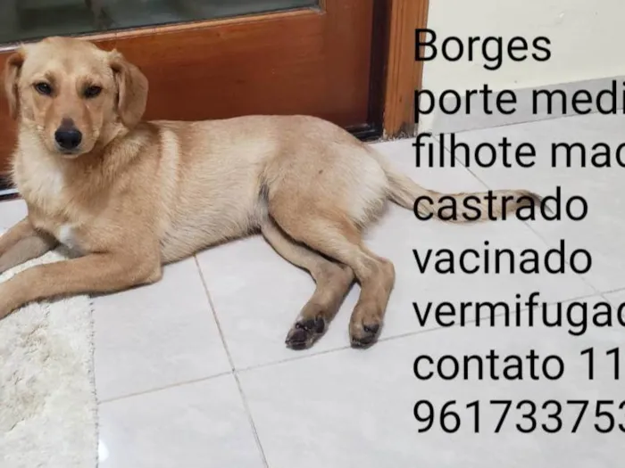 Cachorro raça Srd idade 2 a 6 meses nome BORES