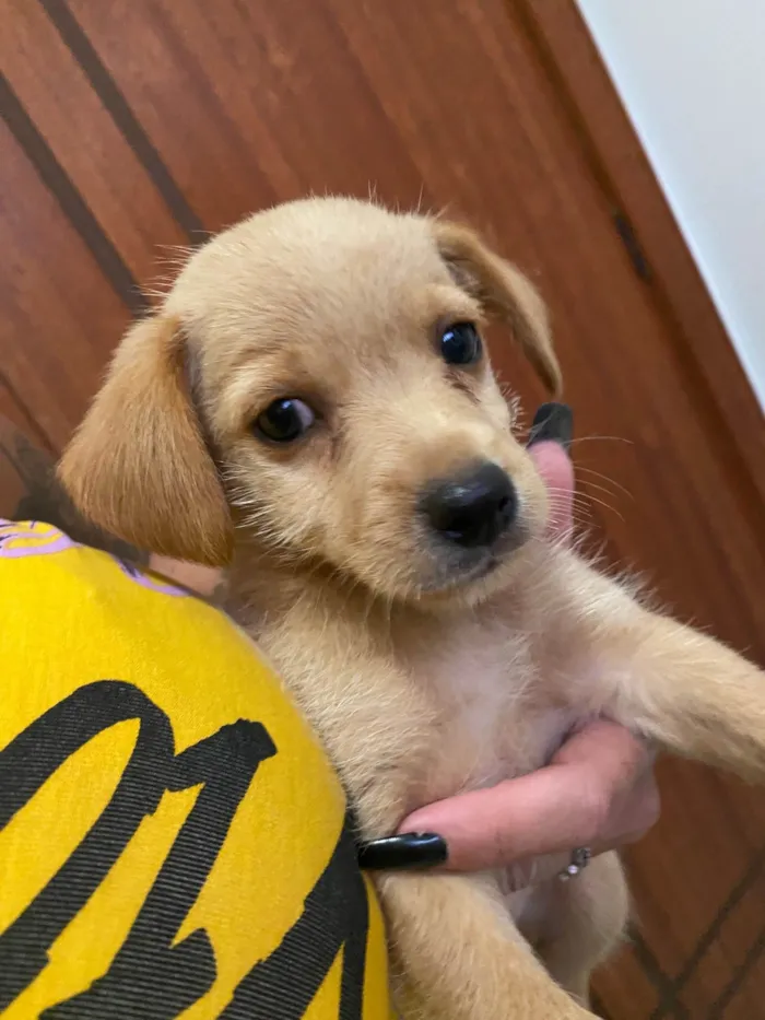 Cachorro ra a Sem raca definida  idade Abaixo de 2 meses nome Sem nome definido 