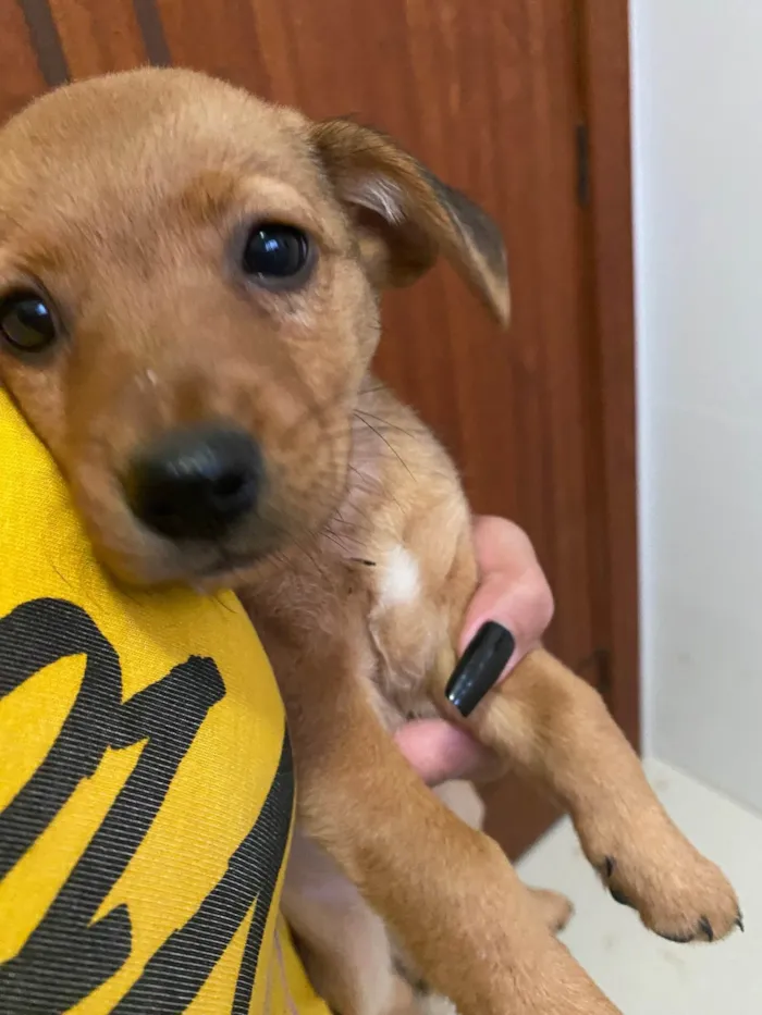 Cachorro ra a Sem raca definida  idade Abaixo de 2 meses nome Sem nome definido 