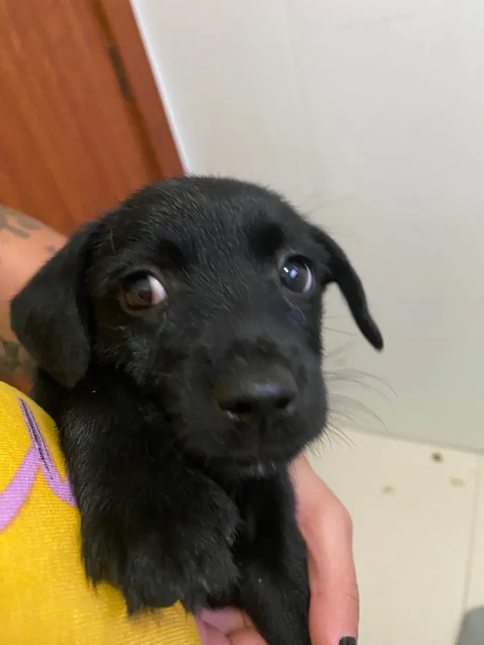 Cachorro ra a Sem raca definida  idade Abaixo de 2 meses nome Sem nome definido 